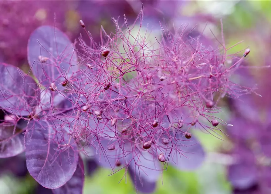 Roter Perückenstrauch 'Royal Purple'