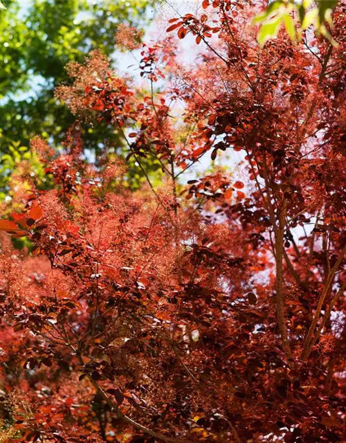 Roter Perückenstrauch 'Royal Purple'