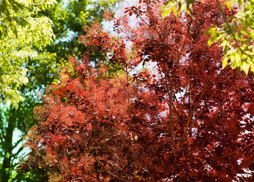 Roter Perückenstrauch 'Royal Purple'