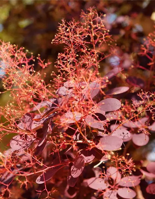 Roter Perückenstrauch 'Royal Purple'