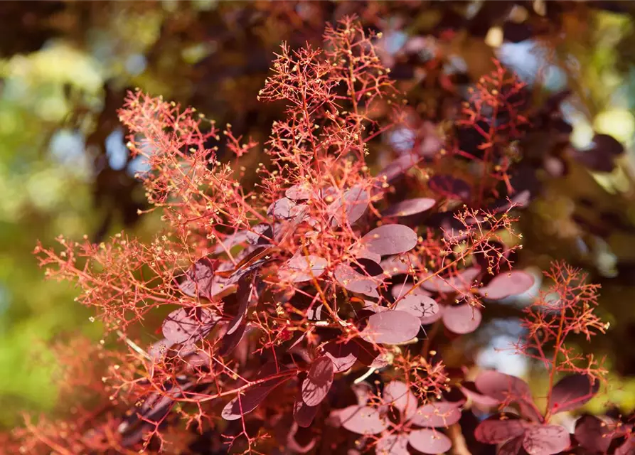 Roter Perückenstrauch 'Royal Purple'