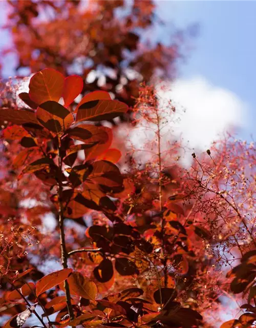 Roter Perückenstrauch 'Royal Purple'