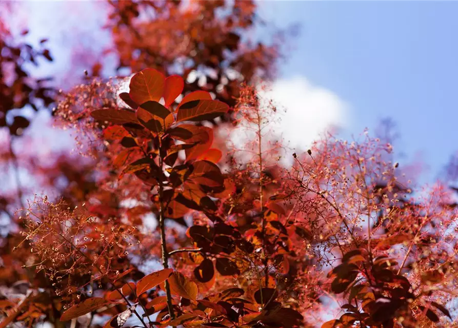 Roter Perückenstrauch 'Royal Purple'