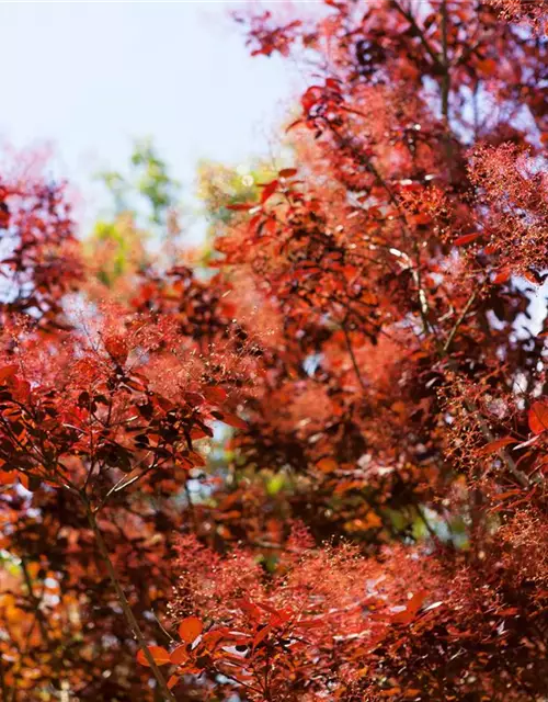 Roter Perückenstrauch 'Royal Purple'