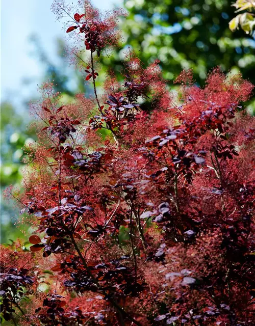 Roter Perückenstrauch 'Royal Purple'