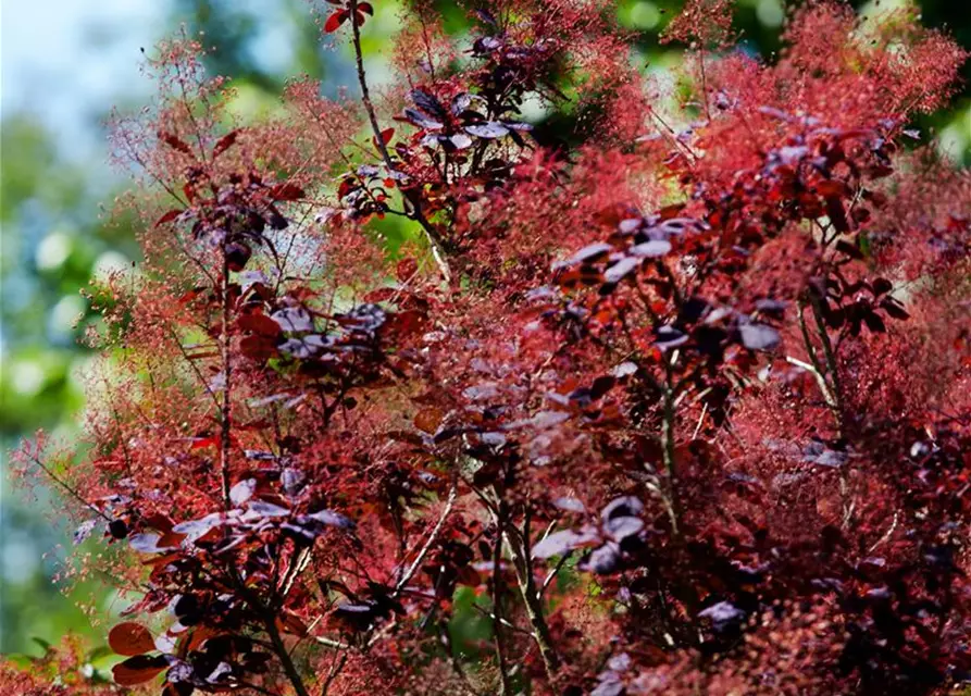 Roter Perückenstrauch 'Royal Purple'