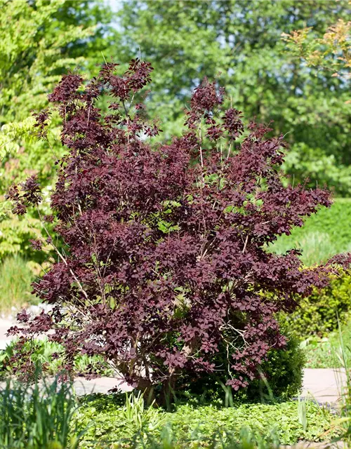 Roter Perückenstrauch 'Royal Purple'