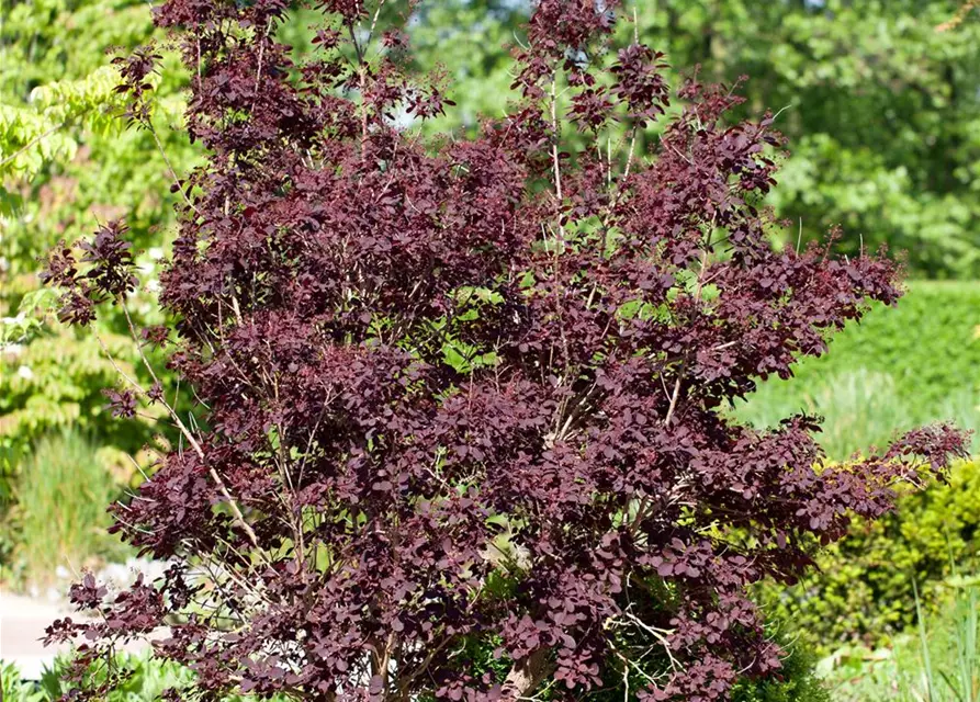 Roter Perückenstrauch 'Royal Purple'