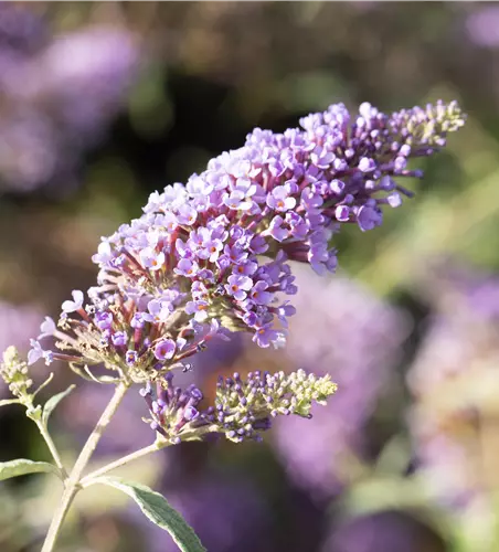 Schmetterlingsflieder BUZZ™ 'Midnight'