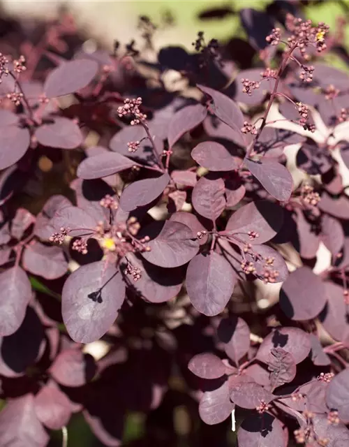 Roter Perückenstrauch 'Royal Purple'