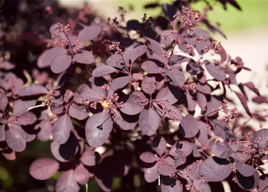 Roter Perückenstrauch 'Royal Purple'