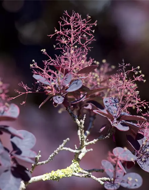 Roter Perückenstrauch 'Royal Purple'