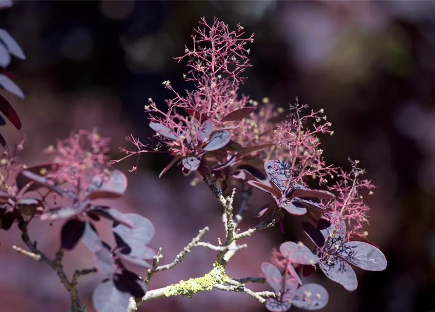 Roter Perückenstrauch 'Royal Purple'