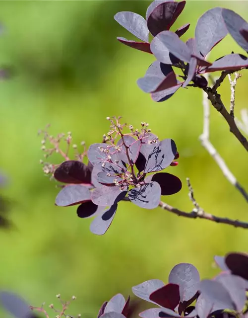 Roter Perückenstrauch 'Royal Purple'