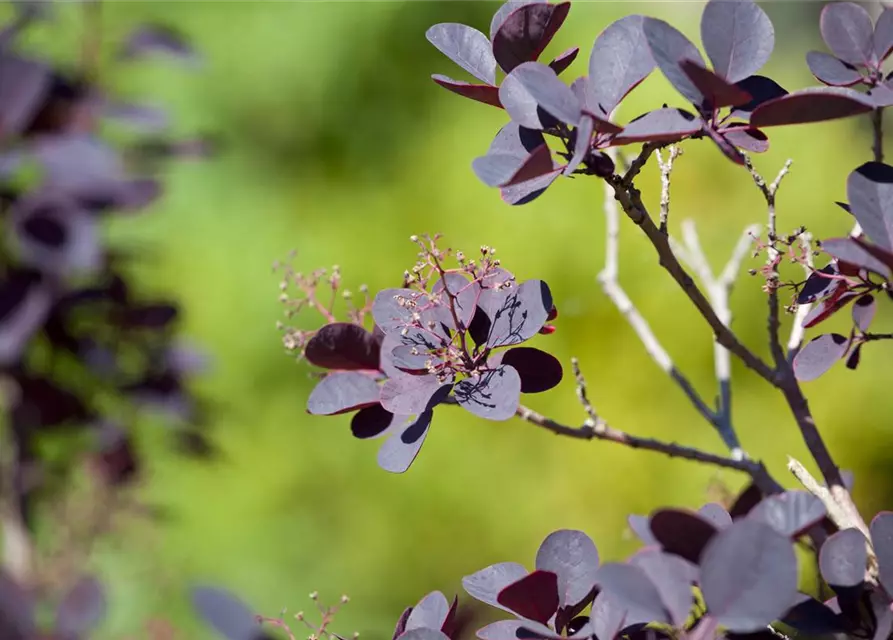 Roter Perückenstrauch 'Royal Purple'