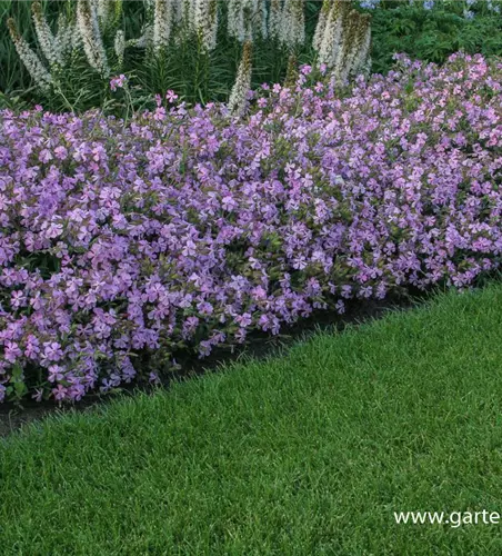 Lempergs Garten-Seifenkraut 'Max Frei'