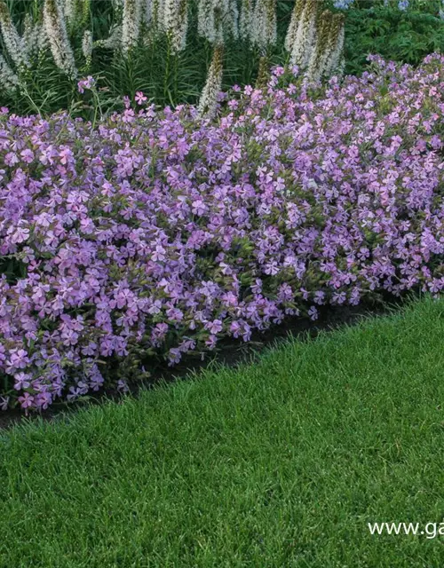 Lempergs Garten-Seifenkraut 'Max Frei'