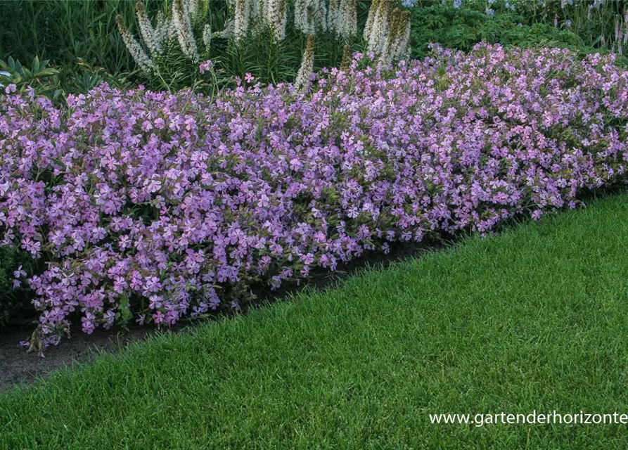 Lempergs Garten-Seifenkraut 'Max Frei'