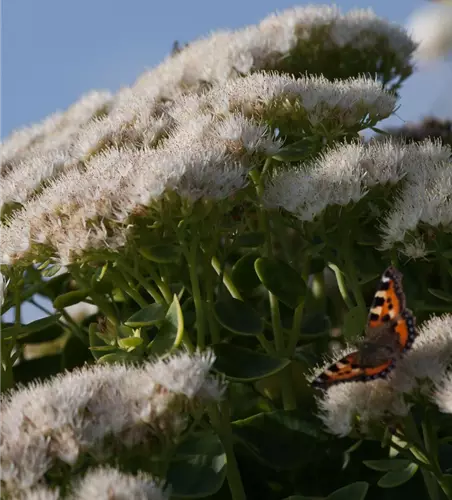 Prächtiges Garten-Fettblatt 'Stardust'