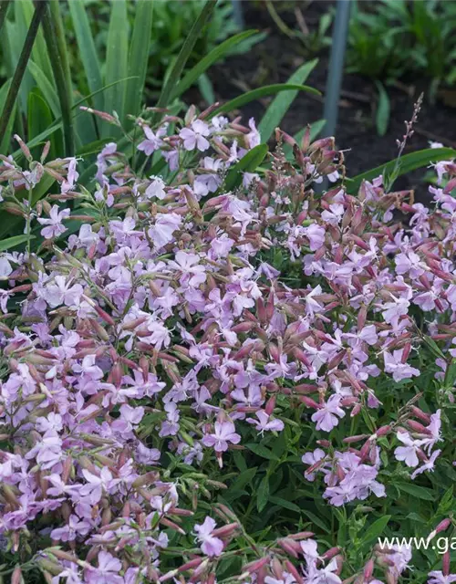 Lempergs Garten-Seifenkraut 'Max Frei'