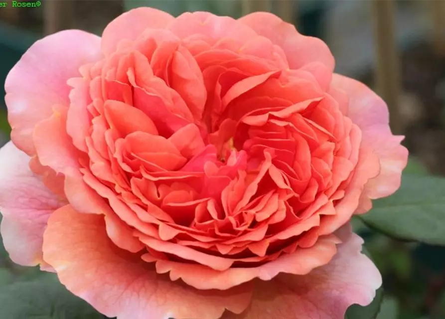 Nostalgische Rose 'Chippendale'®