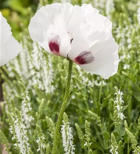 Orientalischer Garten-Mohn 'Checkers'