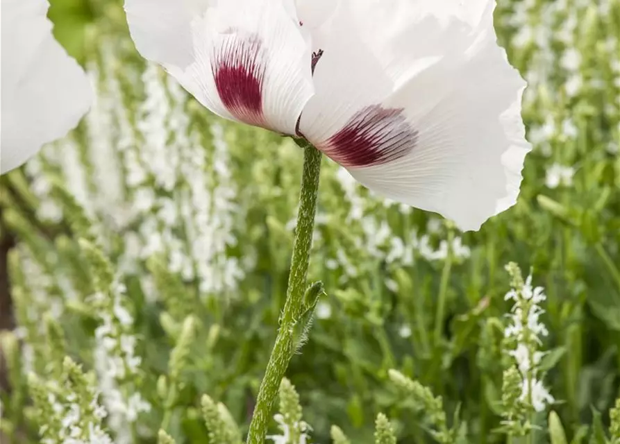 Orientalischer Garten-Mohn 'Checkers'