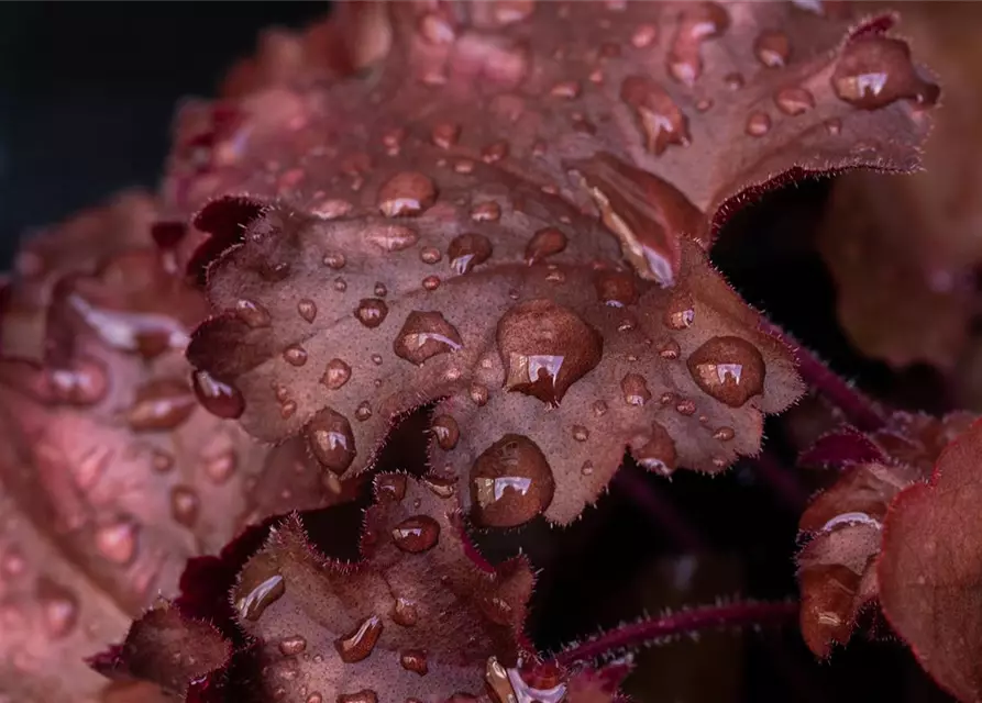 Purpurglöckchen 'Chateau Rouge'