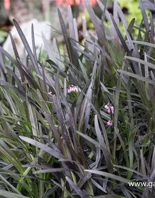 Schwarzer Schlangenbart 'Niger'