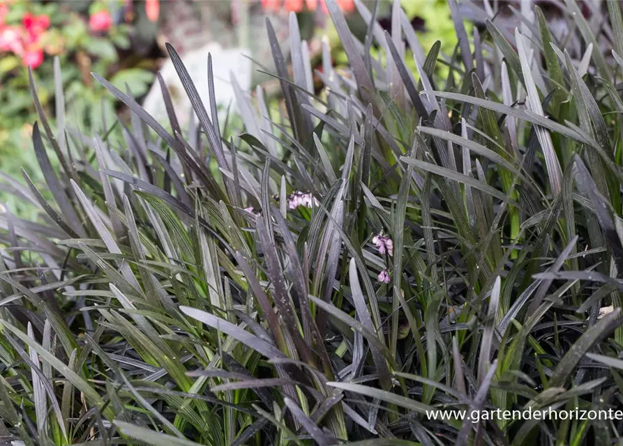 Schwarzer Schlangenbart 'Niger'