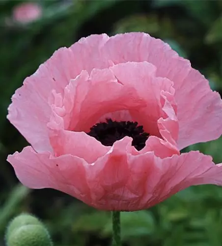 Orientalischer Garten-Mohn 'Helen Elizabeth'