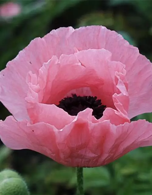 Orientalischer Garten-Mohn 'Helen Elizabeth'