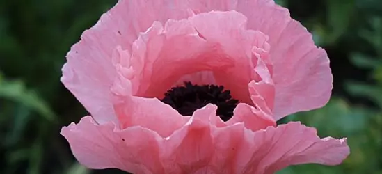 Orientalischer Garten-Mohn 'Helen Elizabeth'