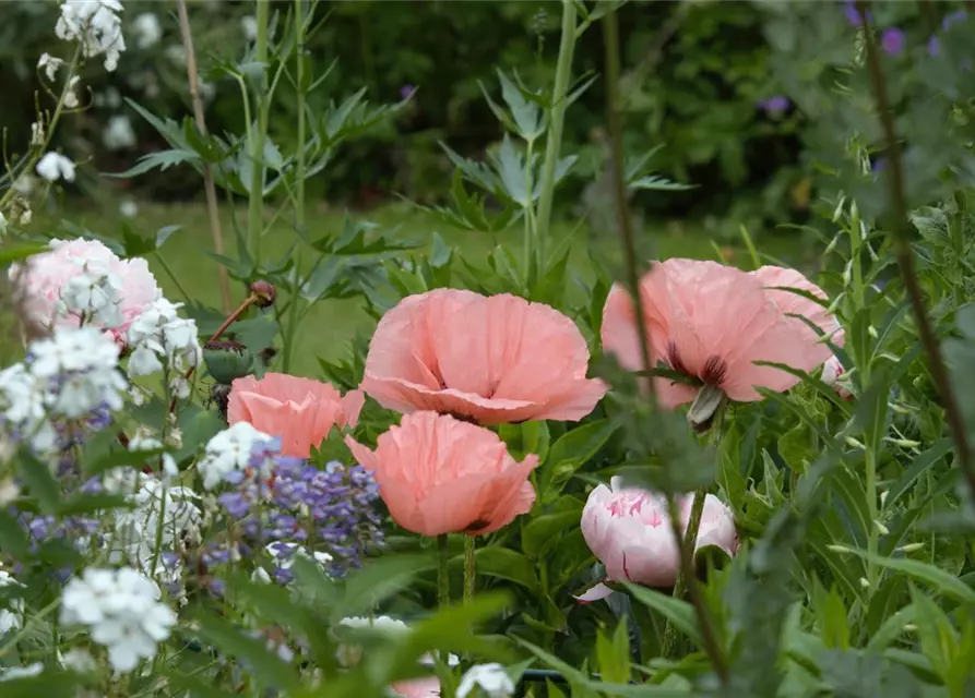 Orientalischer Garten-Mohn 'Helen Elizabeth'