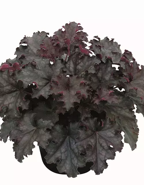 Purpurglöckchen 'Black Knight'