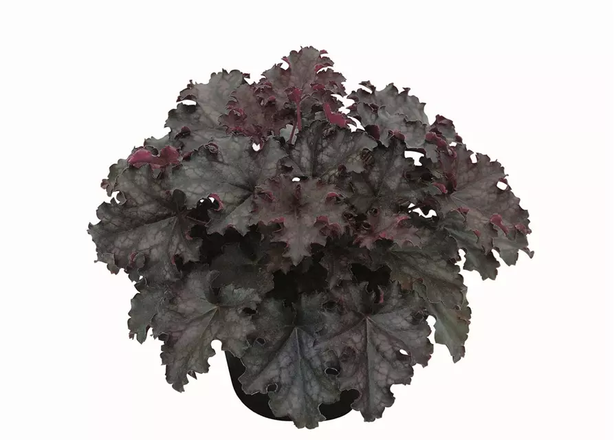 Purpurglöckchen 'Black Knight'