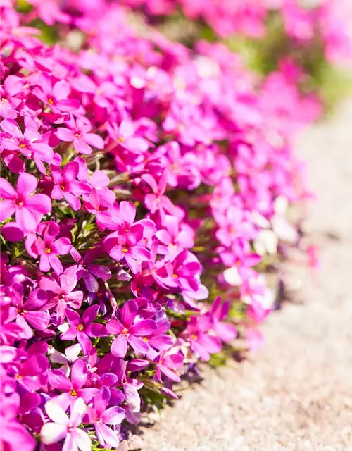 Phlox douglasii 'Red Admiral'