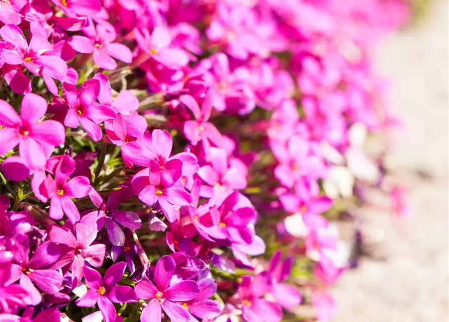 Phlox douglasii 'Red Admiral'