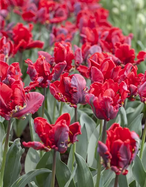 Papageien Tulpe 'Roccoco'