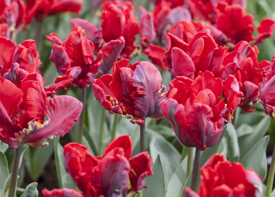 Papageien Tulpe 'Roccoco'