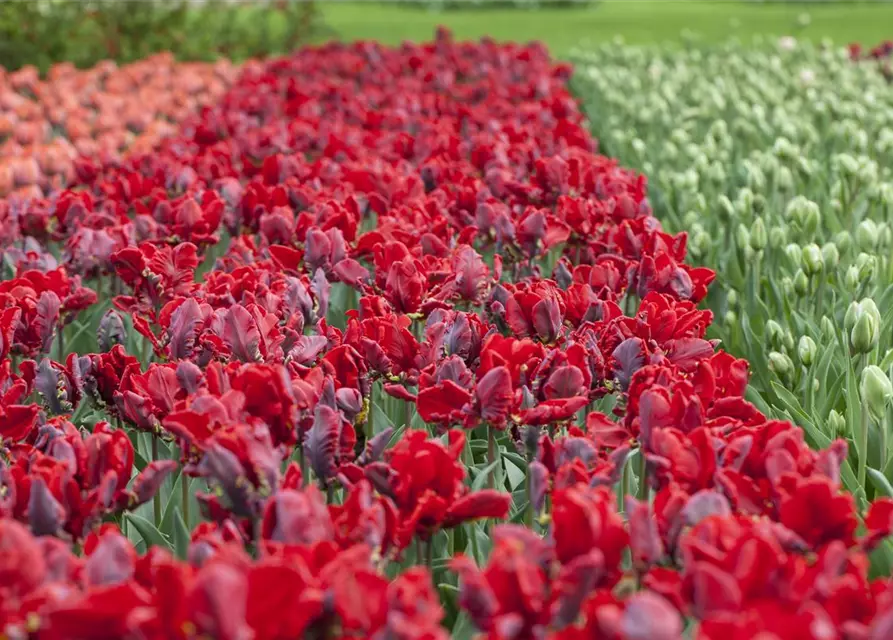 Papageien Tulpe 'Roccoco'