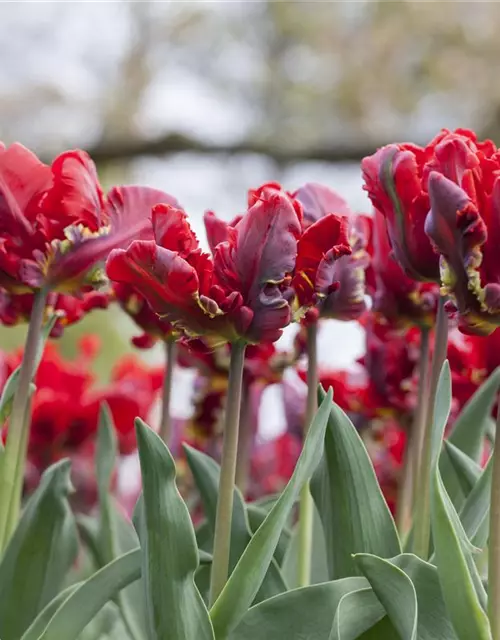 Papageien Tulpe 'Roccoco'