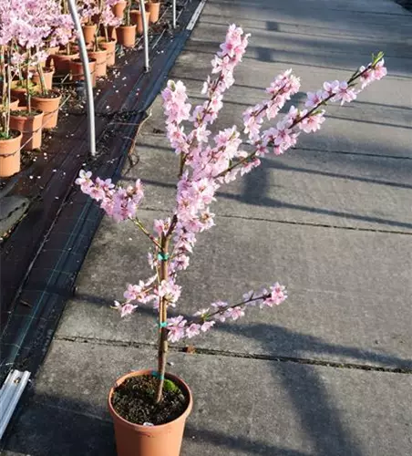 Pfirsich 'Ice Peach'®