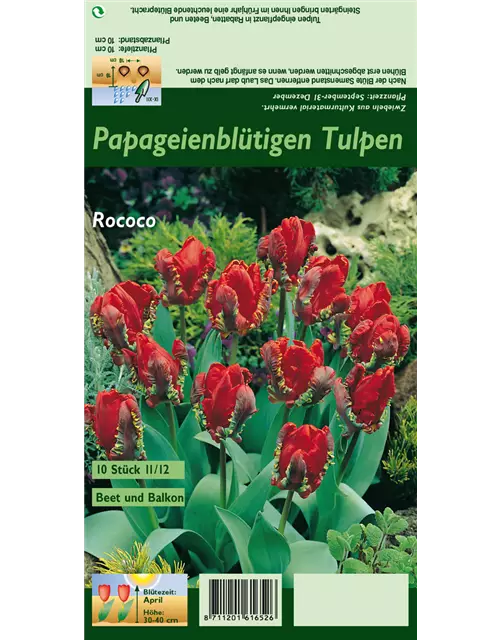 Papageien Tulpe 'Roccoco'