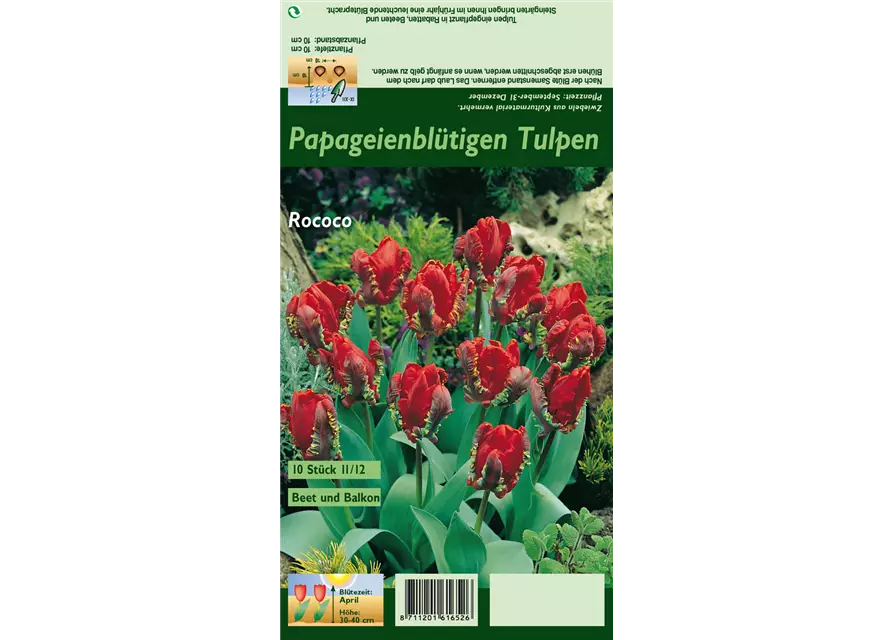 Papageien Tulpe 'Roccoco'