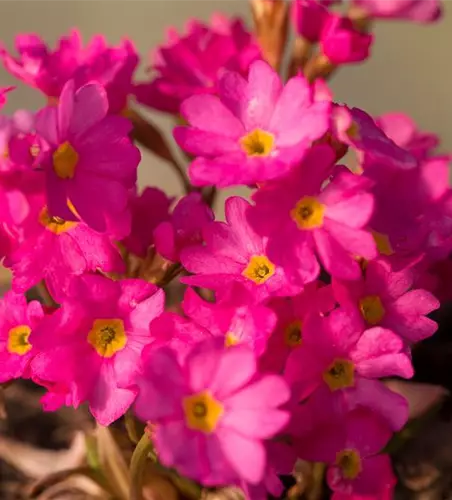 Rosen-Schlüsselblume