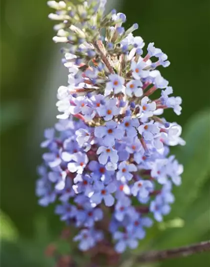 Schmetterlingsflieder BUZZ™ 'Improved Sky Blue'