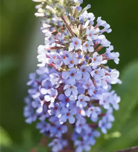 Schmetterlingsflieder BUZZ™ 'Improved Sky Blue'