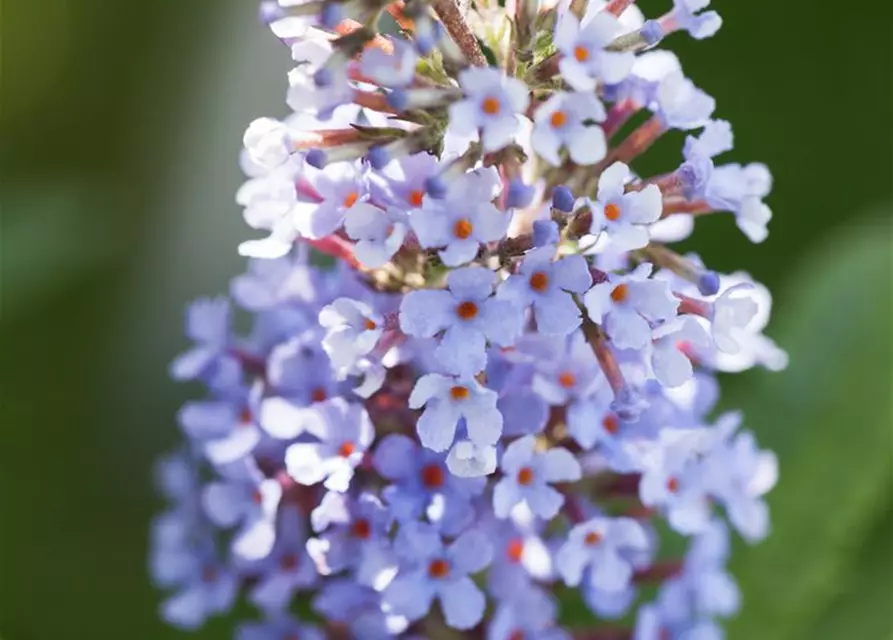 Zwergsommerflieder BUZZ™