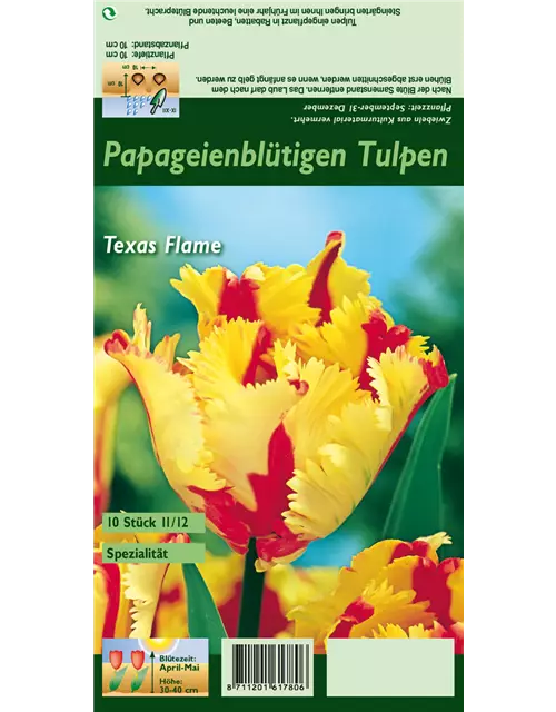 Papageien-Tulpe 'Texas Flame'